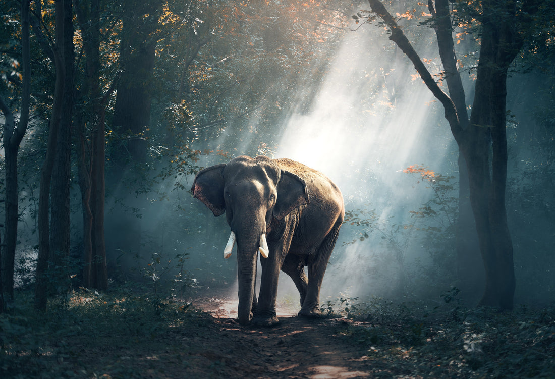 The Elephant in the Room
